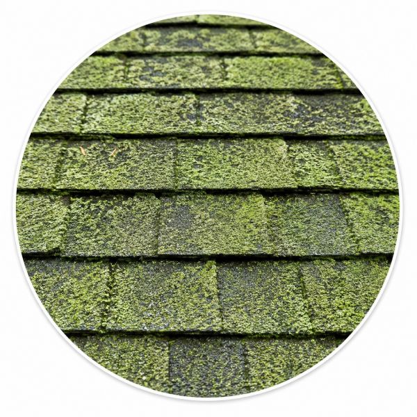 Algae growth on roof shingles
