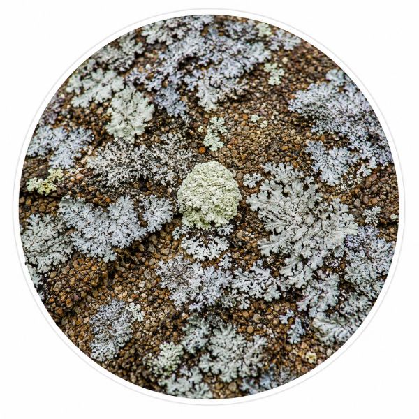 Lichen on roofing material