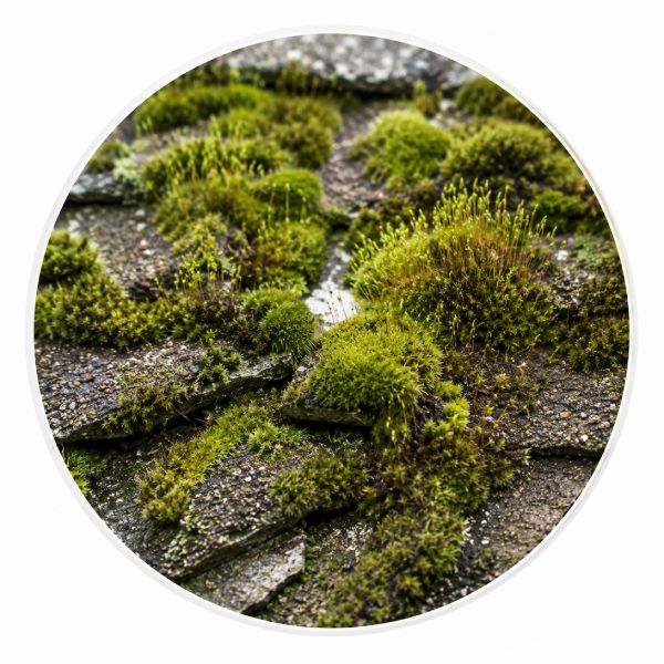 Moss growing on roof shingles
